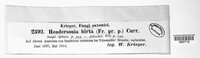 Wojnowicia hirta image